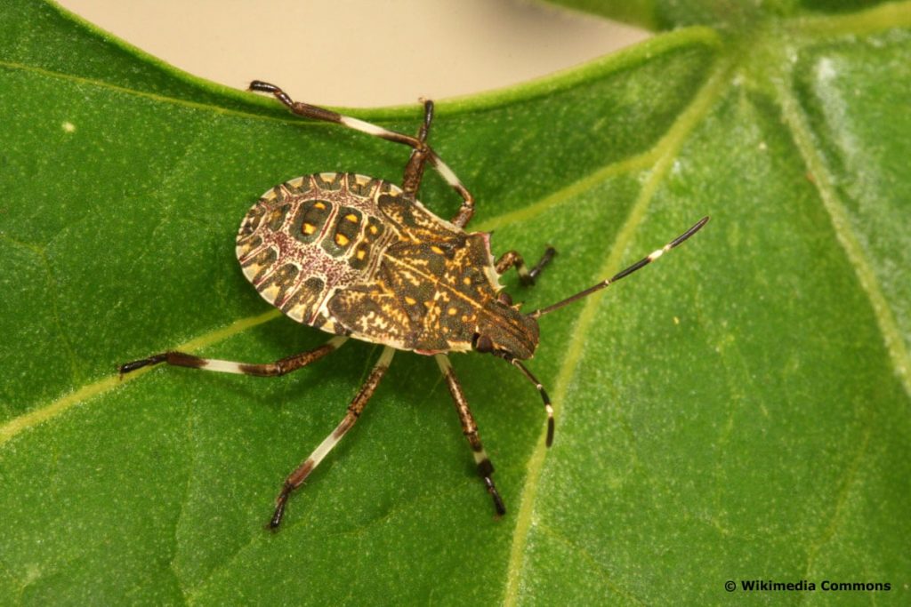 marmorierte Baumwanze (Halyomorpha halys)