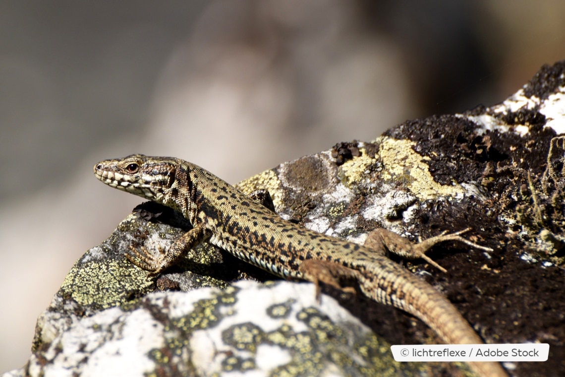 Mauereidechse (Podarcis muralis)