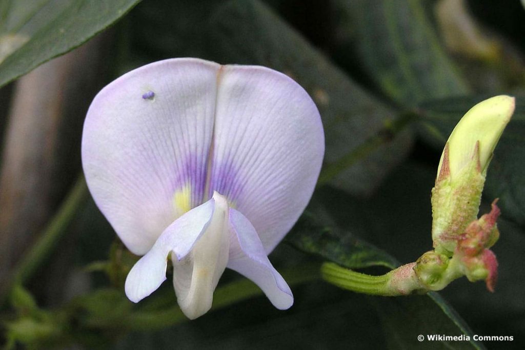 Blüte der Meterbohne