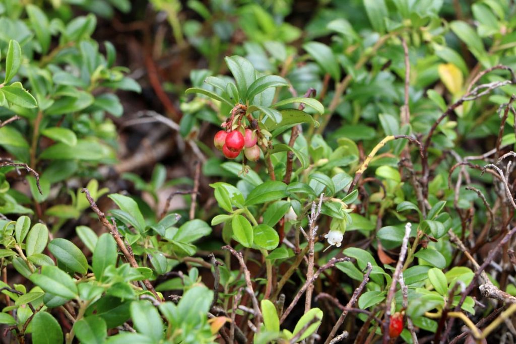 Preiselbeere (Vaccinium vitis-idaea)