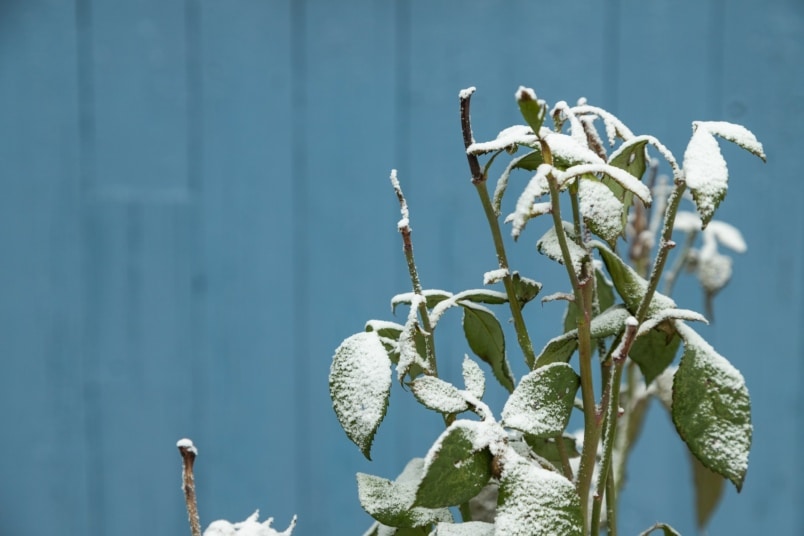 Mit Frost bedeckte Rosen