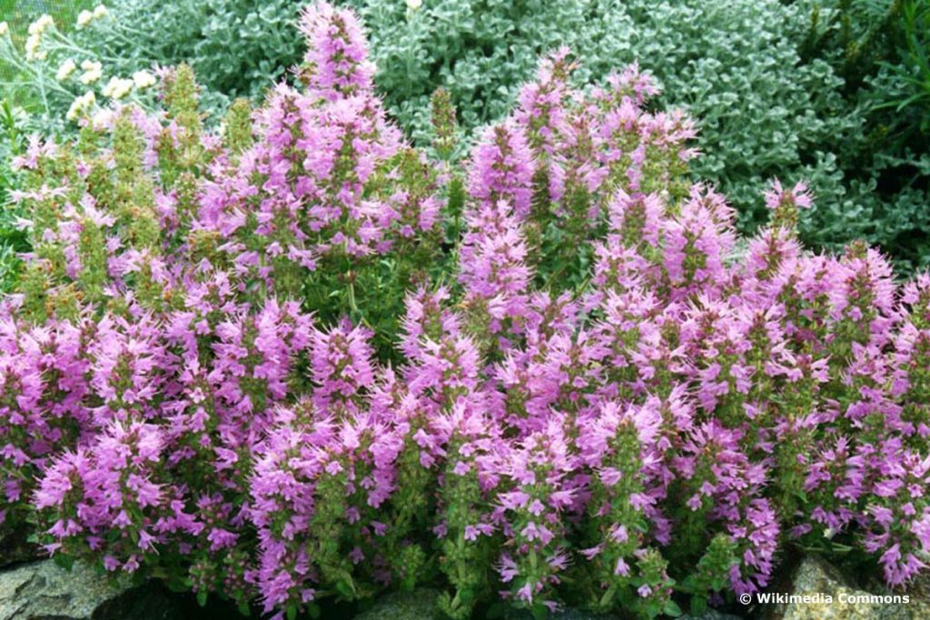 Schopfiger Thymian (thymus comosus)