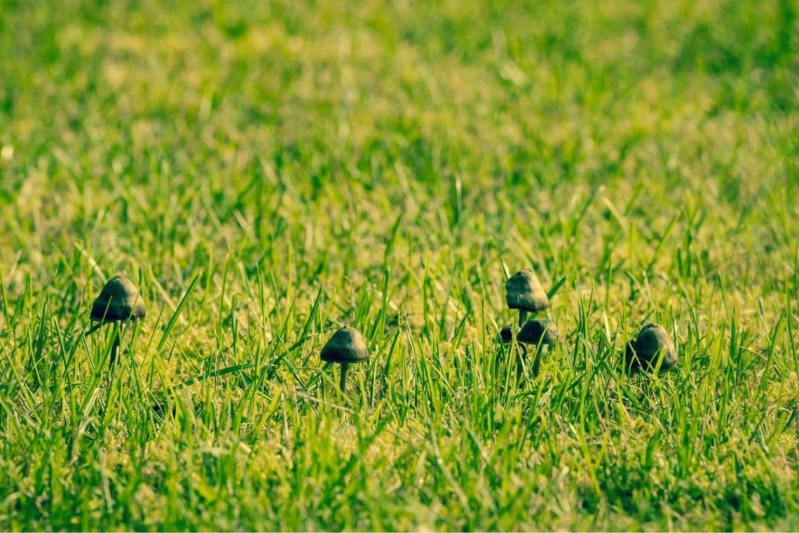 Pilze verursachen schwarze Flecken im Rasen