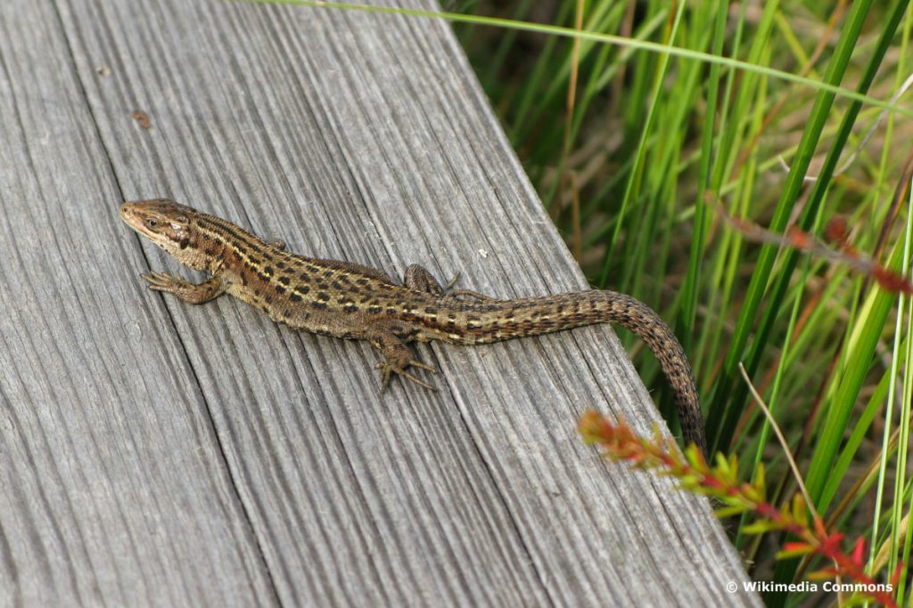 Waldeidechse (Lacerta vivipara)