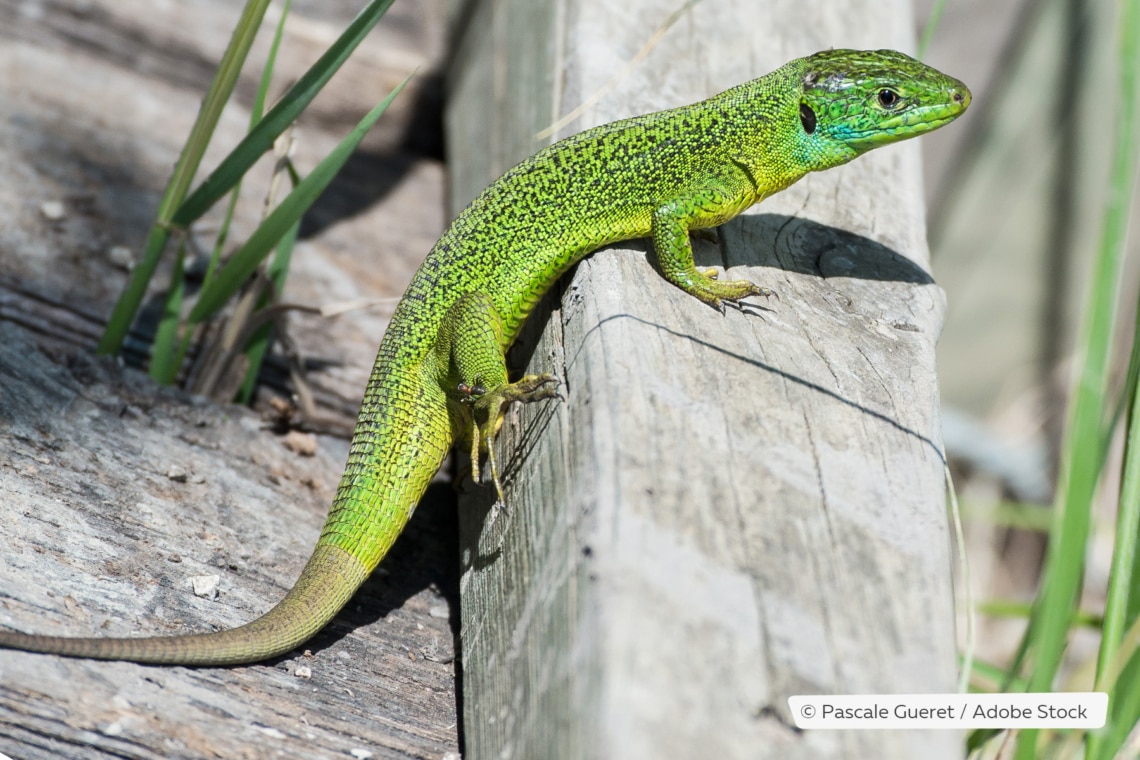 Westliche Smaragdeidechse (Lacerta bilineata)