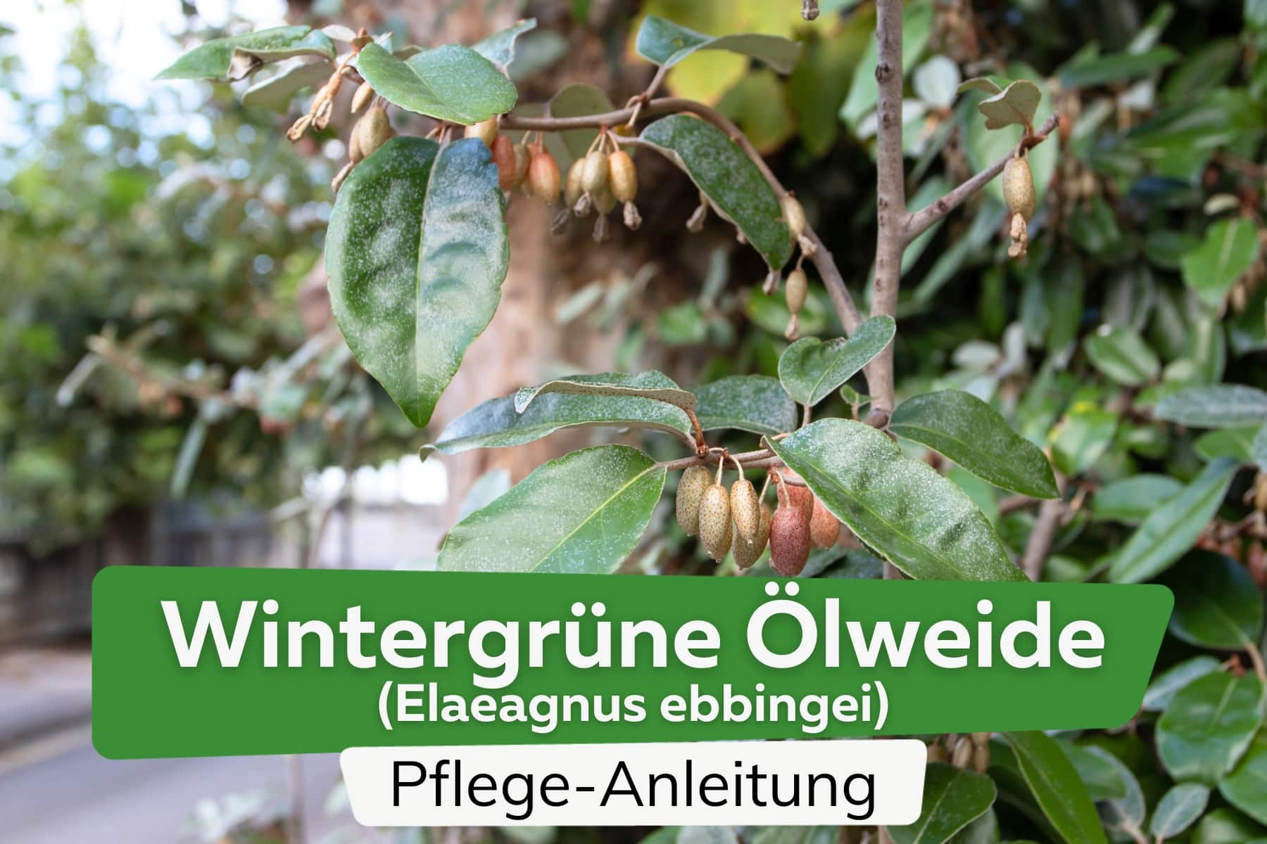 Wintergrüne Ölweide (Elaeagnus ebbingei)