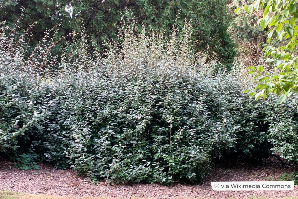 Wintergrüne Ölweide als Hecke