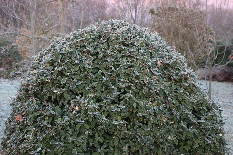 Wintergrüne Ölweide (Elaeagnus ebbingei) im Winter