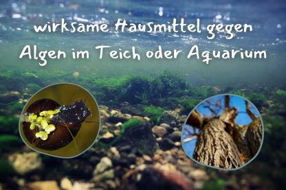 Milch, Natron, Essig & Co Hausmittel gegen Algen