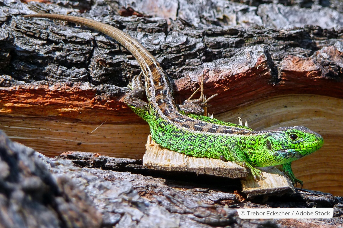 Zauneidechse (Lacerta agilis)