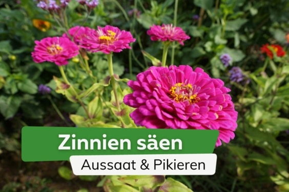 Zinnien säen in 5 Schritten | Aussaat und Pikieren