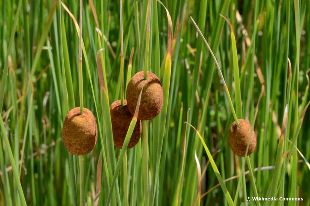 Zwerg-Rohrkolben (Typha minima) für den Miniteich