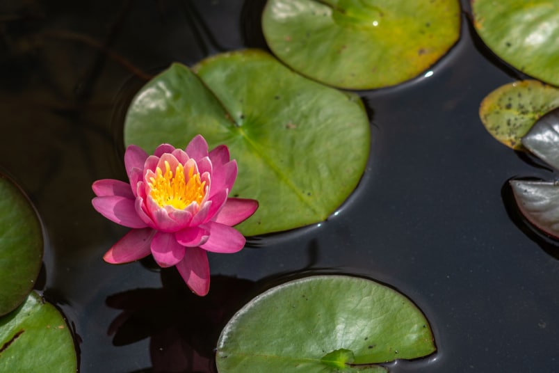 Zwerg-Seerose (Nymphaea tetragona)