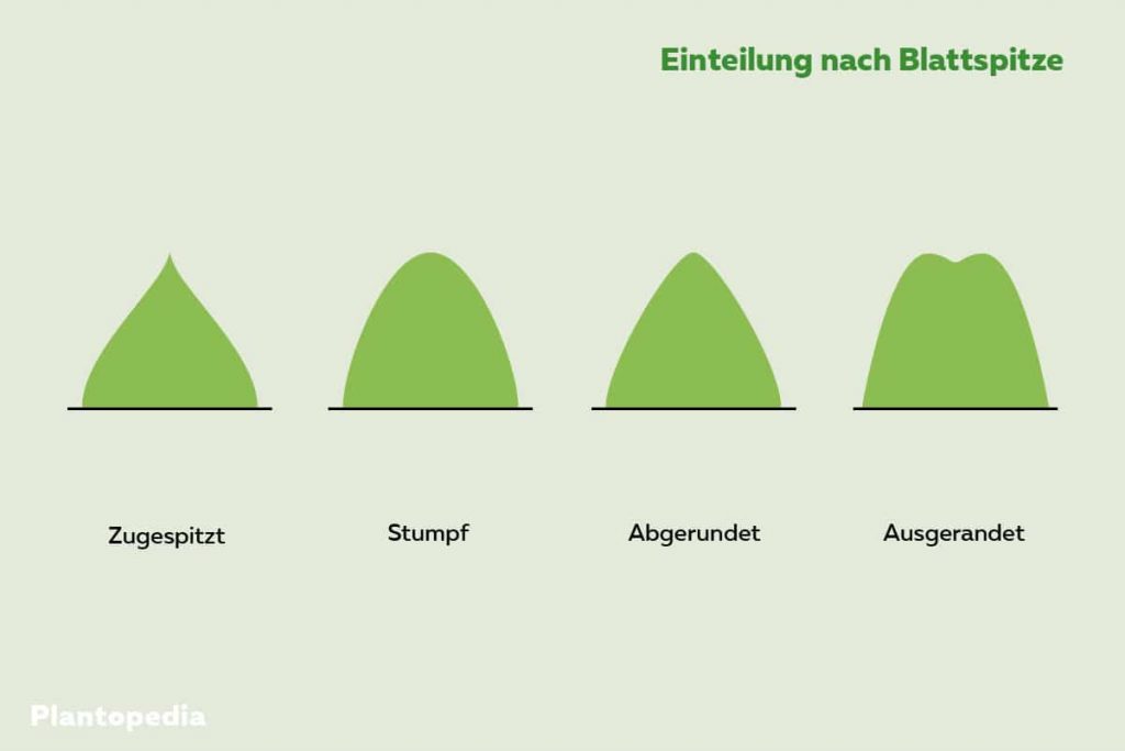 Blattformen anhand der Blattspitze