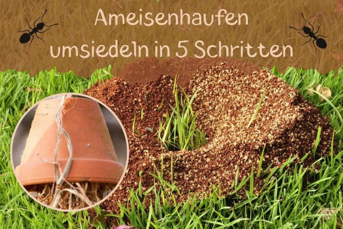 Ameisenhaufen umsiedeln - Titel