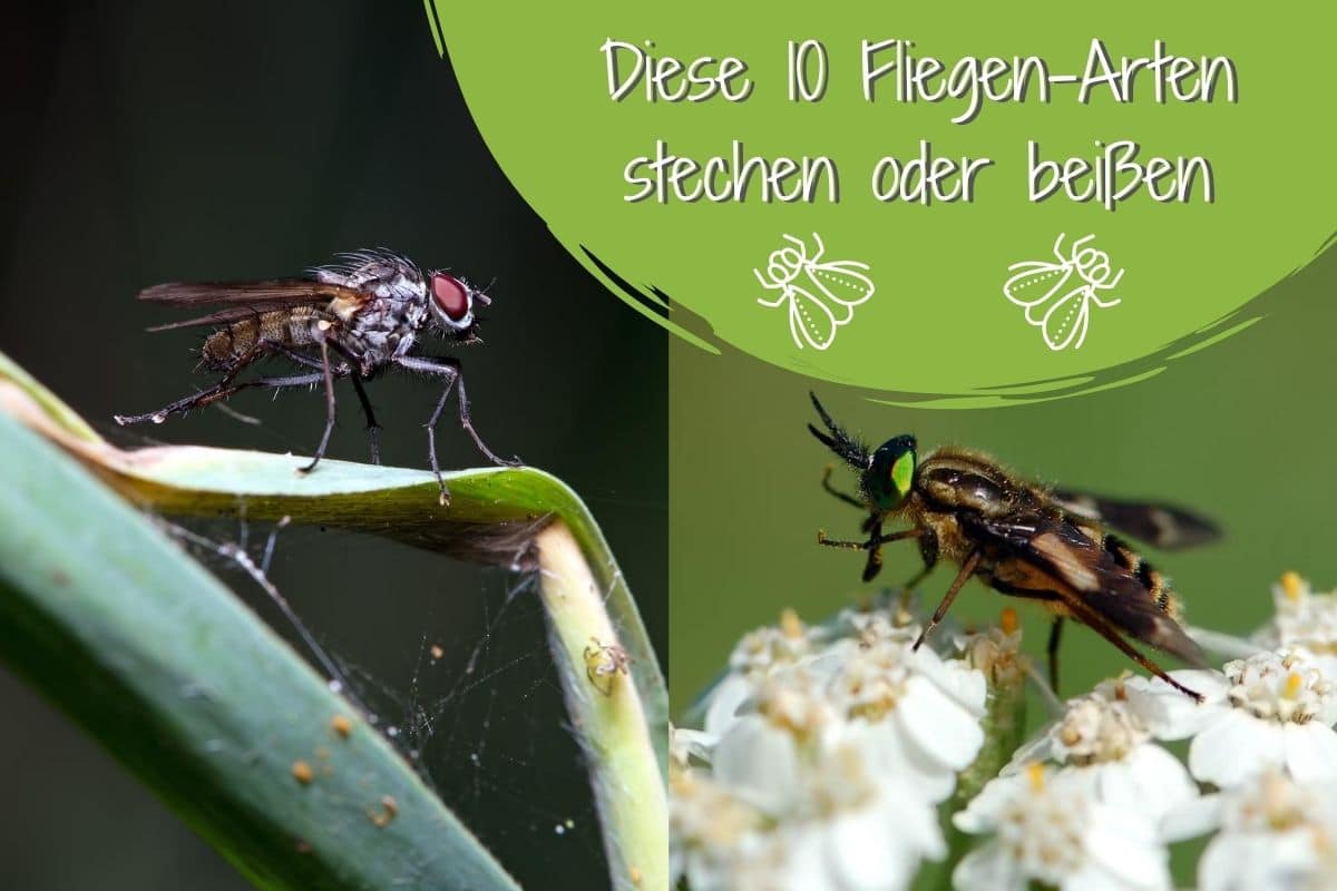 K\u00f6nnen Fliegen stechen\/bei\u00dfen? Ja, diese 10 Arten