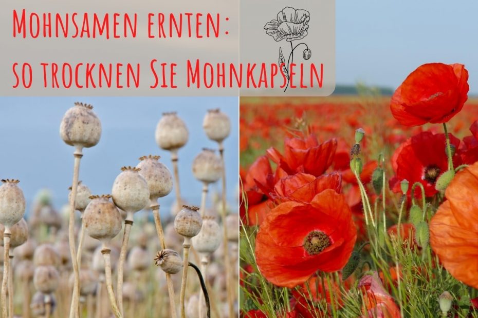 Kommt Mohn Aus Der Mohnblume hortica.de