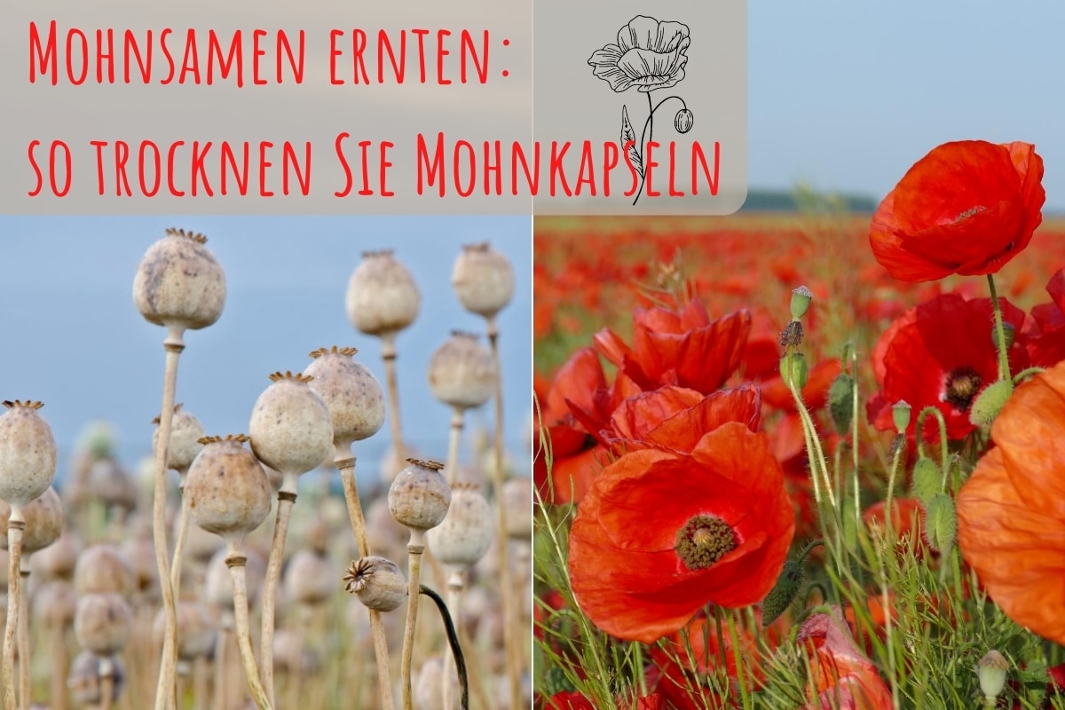 Mohnsamen ernten - Titel