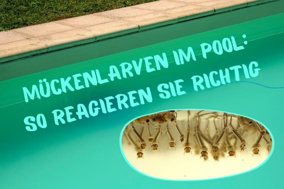 Mückenlarven töten 10 Tipps für Pool & Regentonne