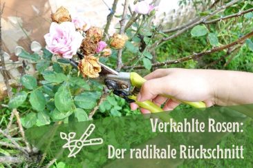 Wirkt Kaffeesatz als Dnger fr Rosen?