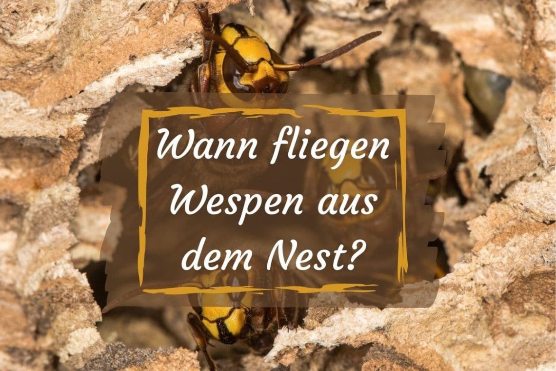 Wespen fliegen - Titel