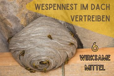 Wespennest im Dach - Titel