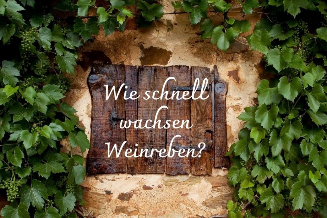 Wachstum Weinrebe - Titel