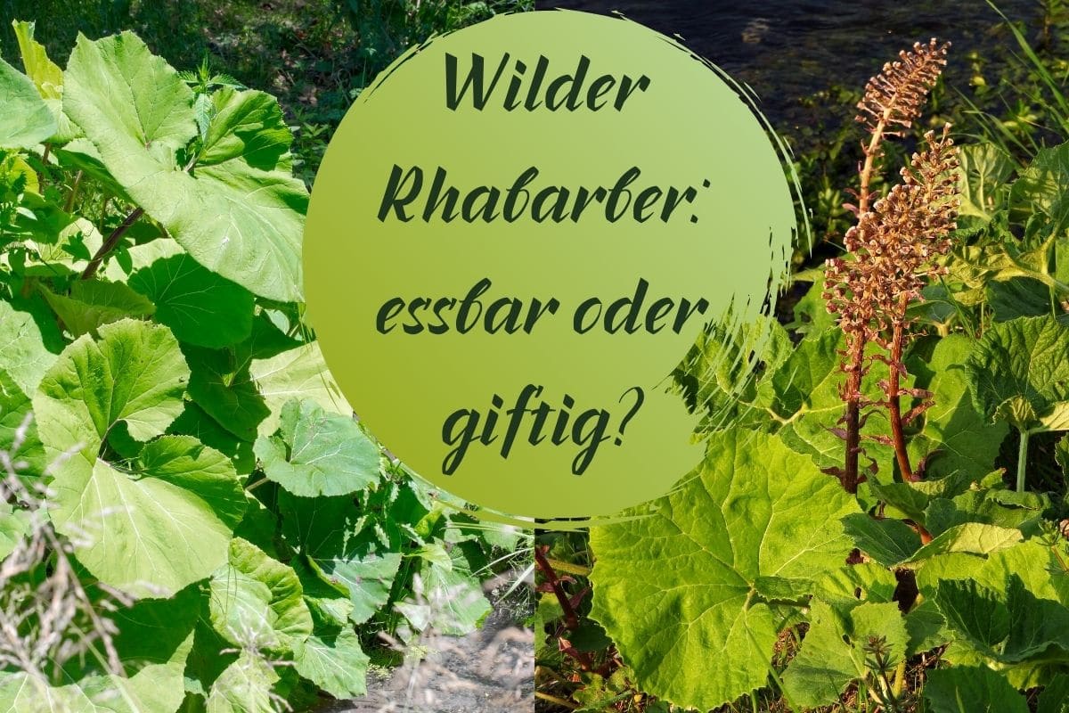 wilder Rhabarber - Titel