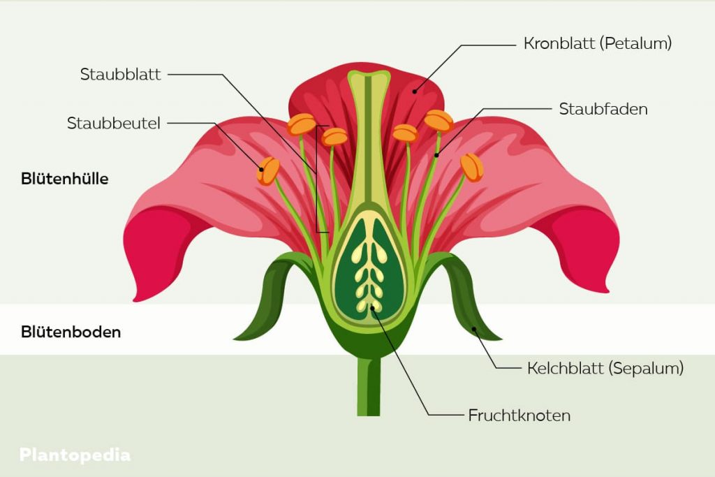 Blütenaufbau