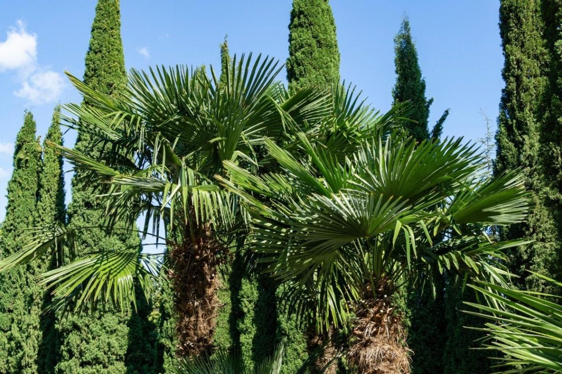 eine Hanfpalme wächst sehr langsam