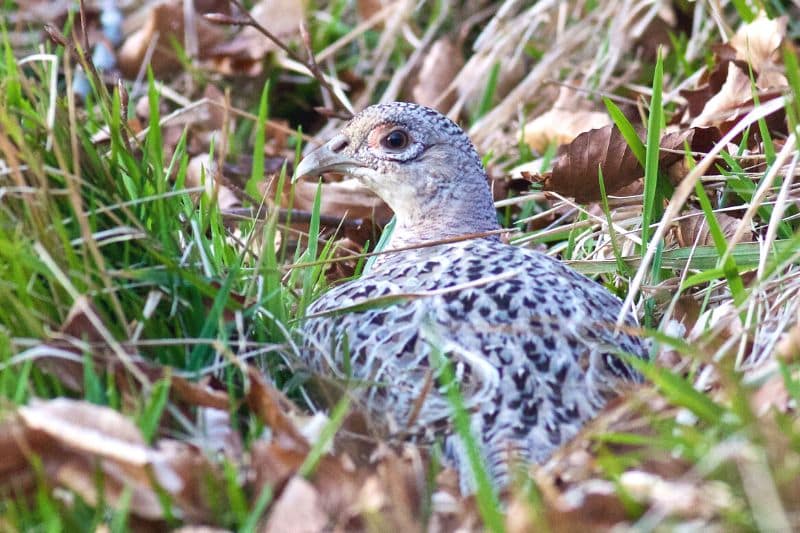 Fasan (Phasianus colchicus), Weibchen brütet