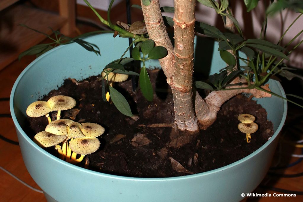 Gelben Faltenschirmling (Leucocoprinus birnbaumii