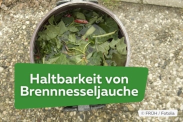 Haltbarkeit: wie lange ist Brennnesseljauche haltbar?