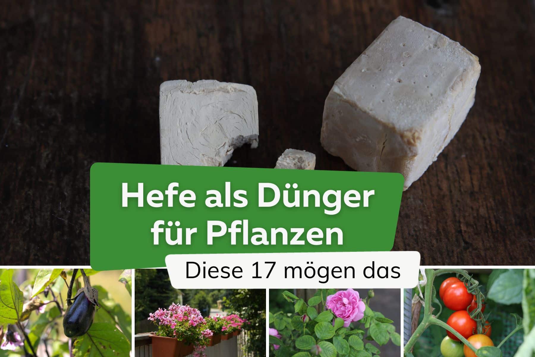 Hefe als Dünger: diese 17 Pflanzen lieben es Aubergine, Geranien, Rose, Tomaten