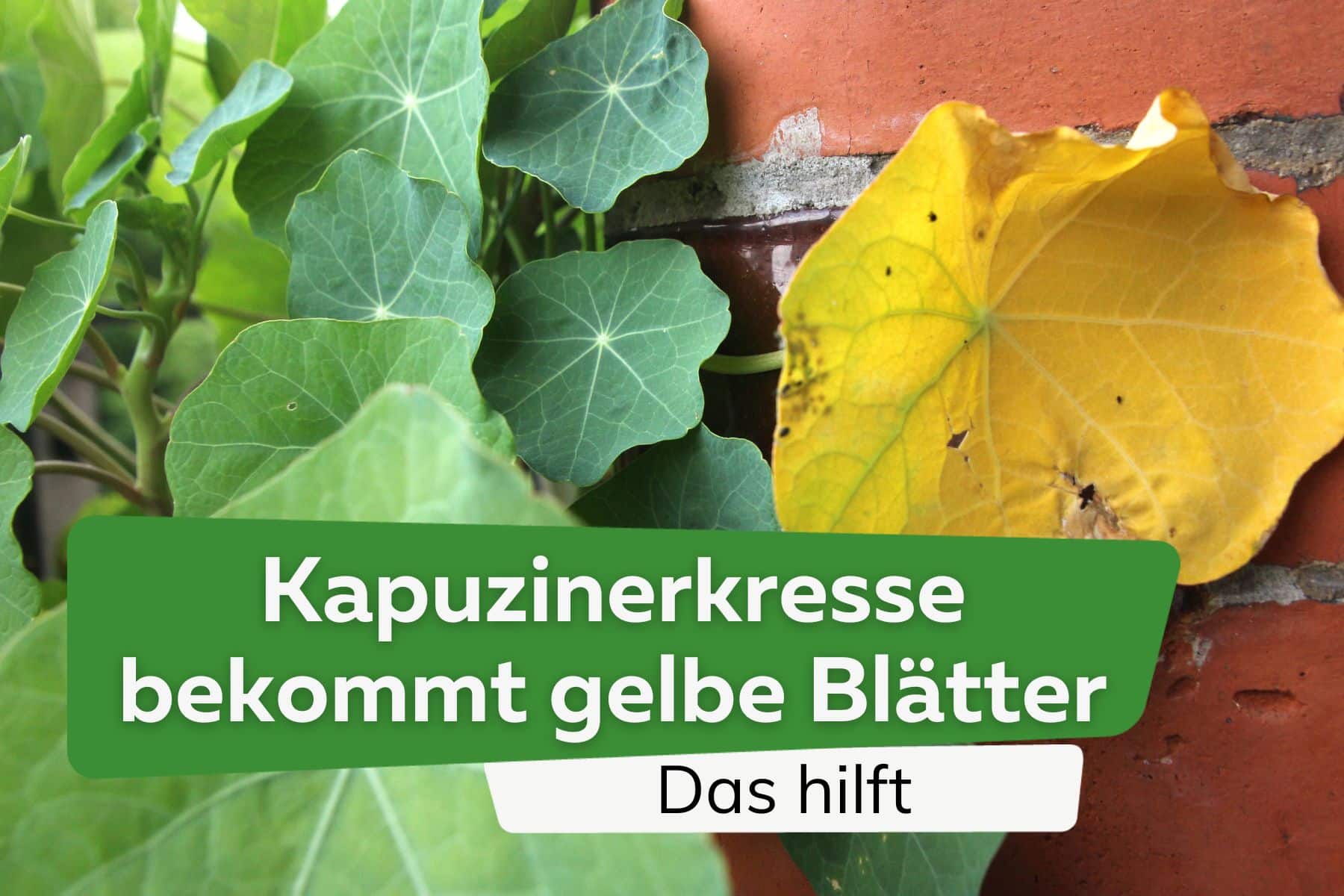 Kapuzinerkresse bekommt gelbe Blätter: das hilft