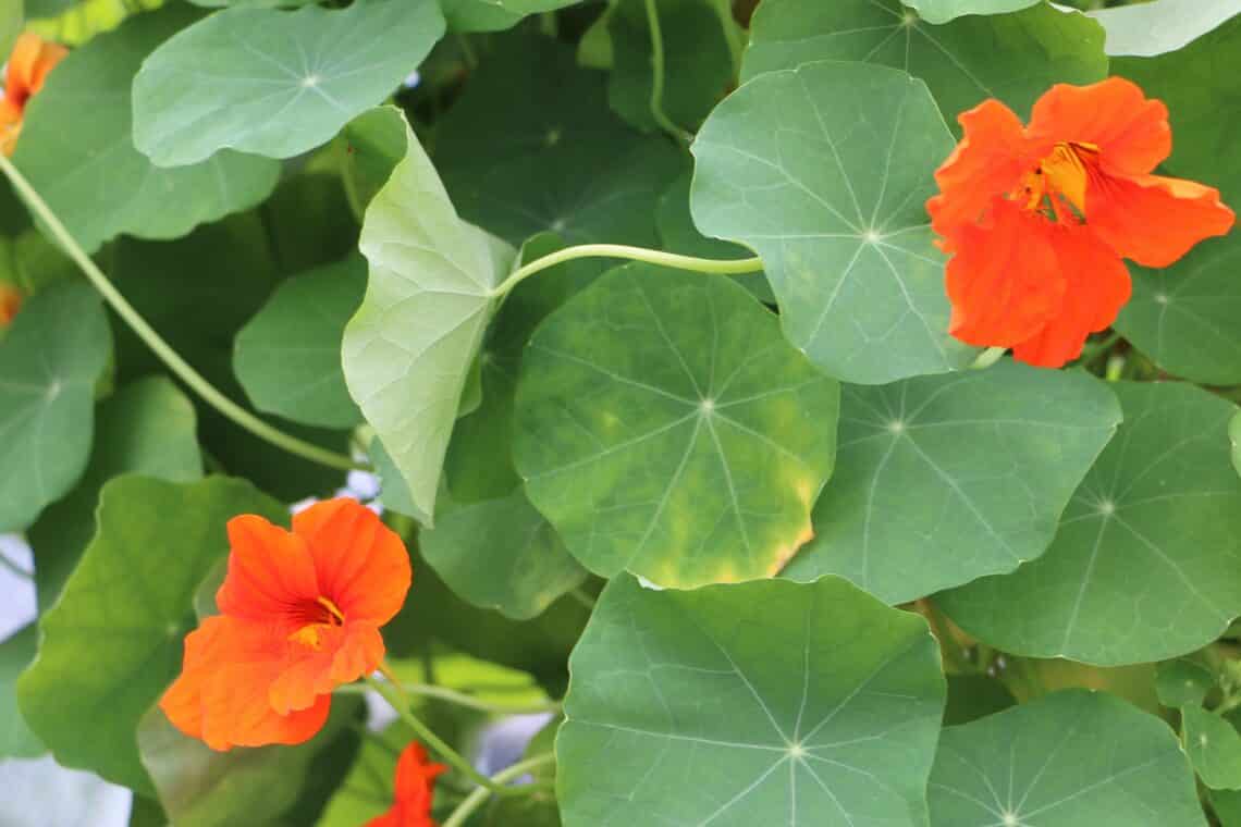 Kapuzinerkresse (Tropaeolum) mit gelben Blättern