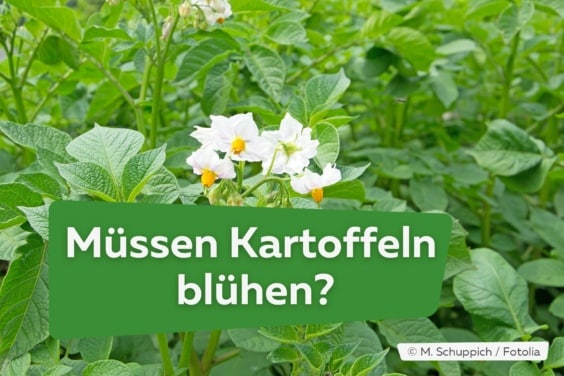 Kartoffelblüte: müssen Kartoffeln blühen?