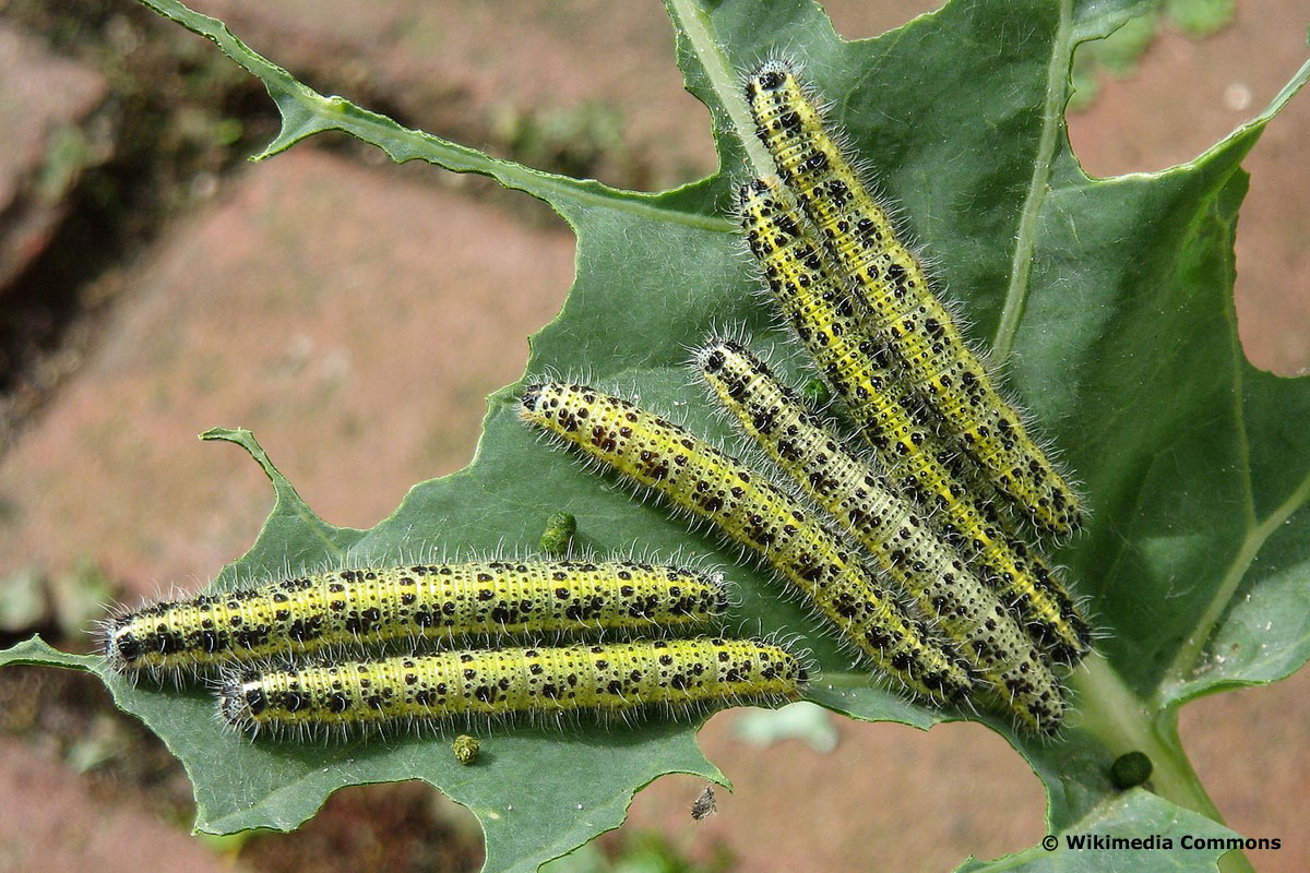 Kohlweißling Raupe