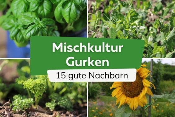 Mischkultur: 15 gute Nachbarn von Gurken