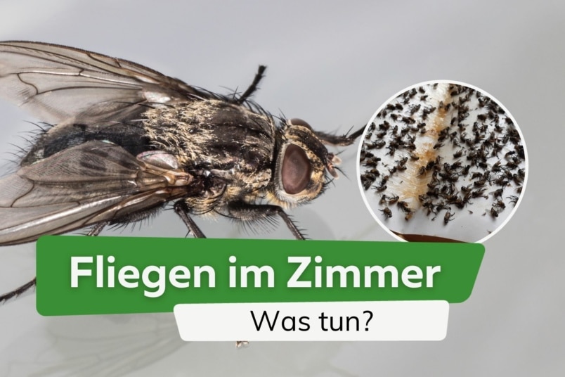 Plötzlich viele Fliegen im Zimmer: was tun?