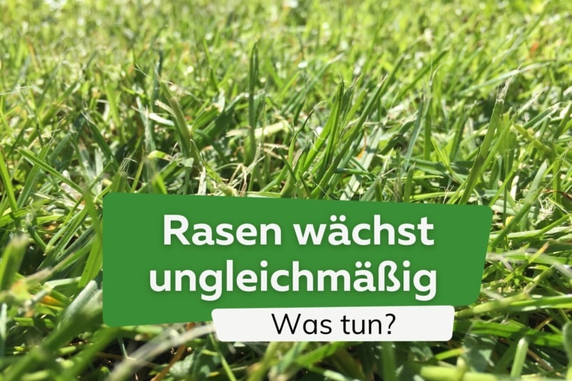 Rasen wächst ungleichmäßig an: was tun?