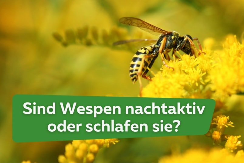 Sind Wespen nachtaktiv oder schlafen sie?