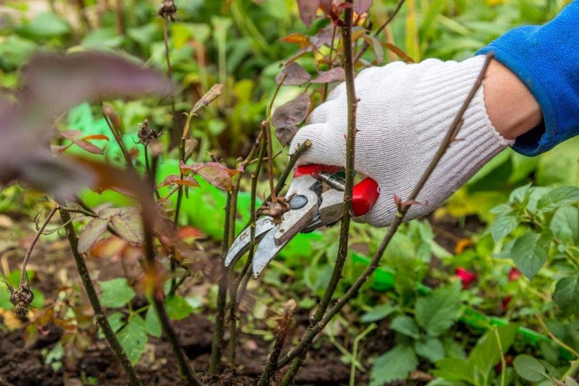 Rückschnitt verkahlter Rosen