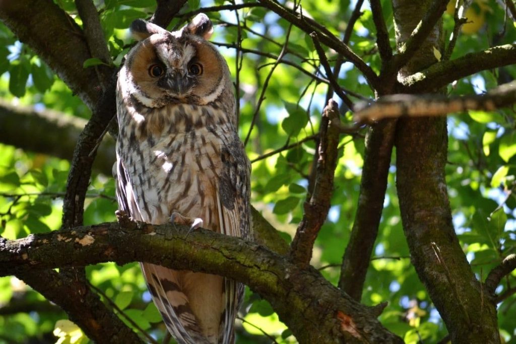 Geräusche in der Nacht - Waldohreule (Asio otus)