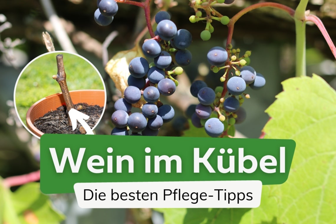 Weinrebe im Kübel halten 10 PflegeHinweise im Topf