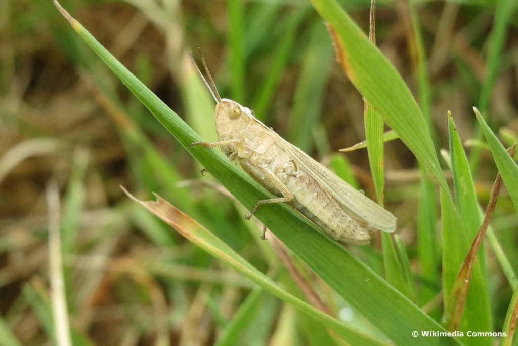 Wiesengrashüpfer (chorthippus dorsatus)