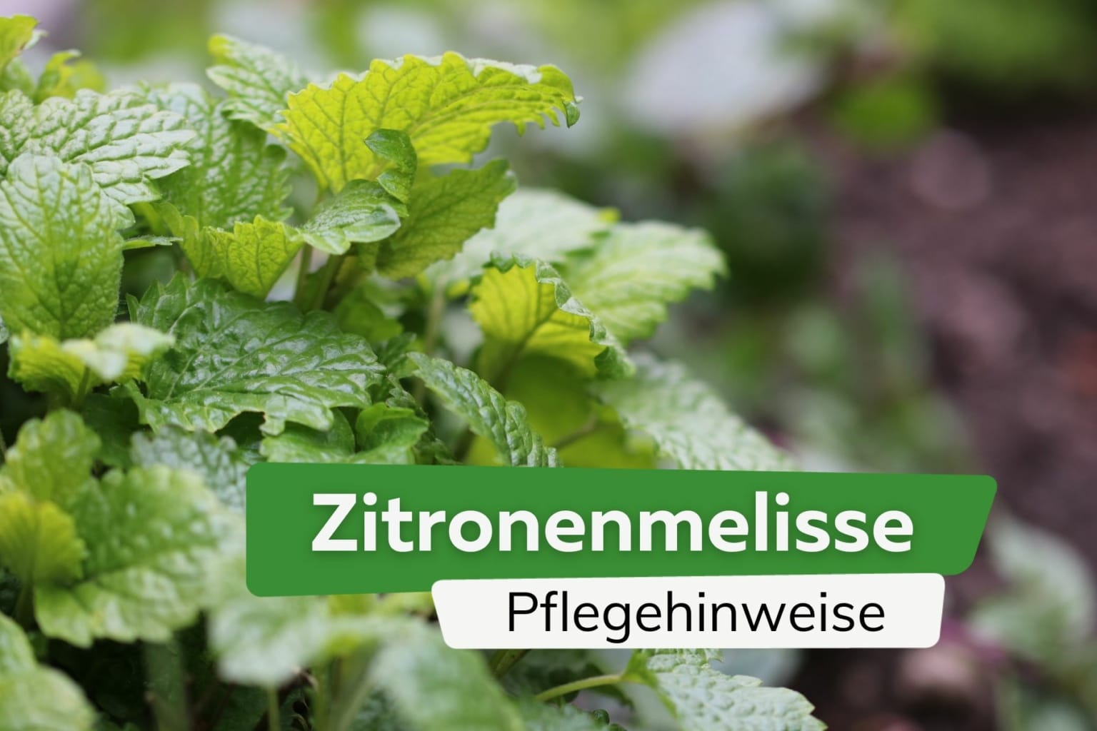 Zitronenmelisse anpflanzen: Standort, Nachbarn und Pflege Zitronenmelisse anpflanzen: Standort, Nachbarn und Pflege
