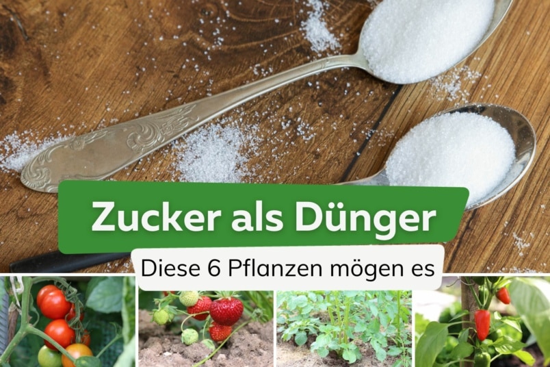 Zucker als Dünger: diese 6 Pflanzen mögen es Tomaten, Erdbeeren, Kartoffel, Paprika