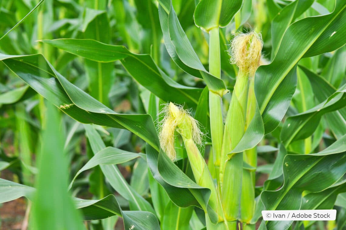 Zuckermais (Zea mays)