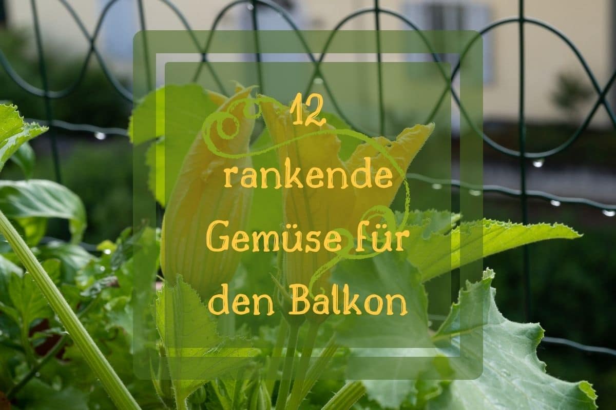 Rankendes Gemse fr den Balkon: 12 Sorten